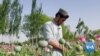Afghan Opium Cultivation Exploding Under Taliban Rule 
