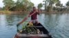 'Mangrove Man' in India Fights to Salvage Sinking Shores 