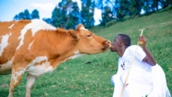 Murisanga