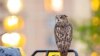 Sova Flako, begunac iz Zoo vrta u Central parku, postao ljubimac Njujorčana