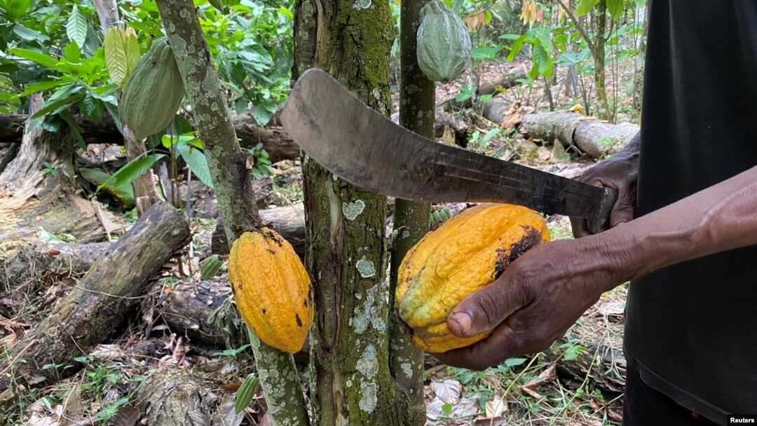 FILE - A farmer cuts a cocoa pod with a machete in his drought-stricken cocoa field in Nkengue village, in the Central region of Cameroon, Aug. 1, 2021.