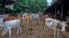 India Cattle Disease