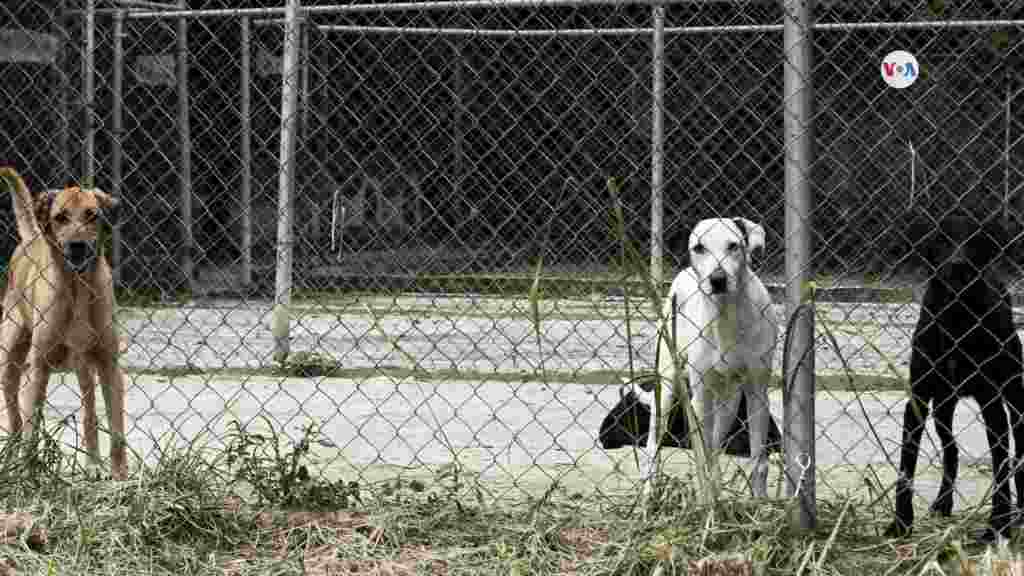 En Venezuela, cientos de organizaciones brindan protección a mascotas. Pero, el aumento de perros y gatos abandonados no cesa.