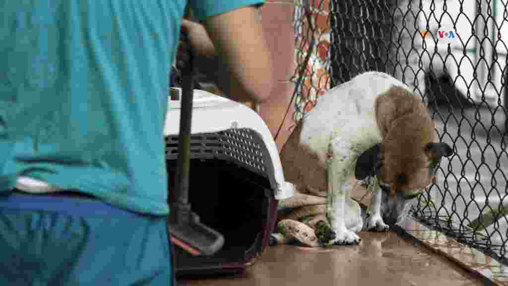Un voluntario aseando a uno de los perros que alberga el refugio.