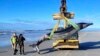 World's rarest whale may have washed up on New Zealand beach
