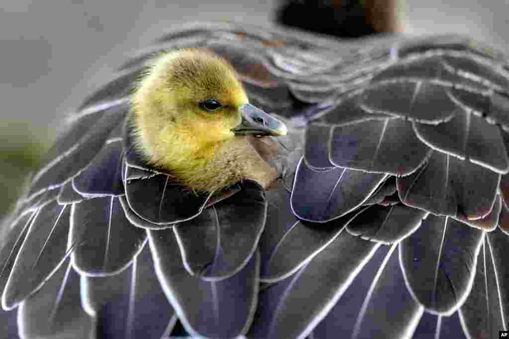 A gosling sits in the plumage of its mother, in a meadow in Frankfurt, Germany, April 13, 2024.