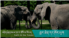 གླང་ཆེན་གྱིས་སྣོད་བཅུད་རྟེན་འབྲེལ་དང་སྐྱེད་ལྡན་རྒྱུན་འཛིན་ལ་ཕན་ཐོགས་སྟངས།