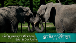 གླང་ཆེན་གྱིས་སྣོད་བཅུད་རྟེན་འབྲེལ་དང་སྐྱེད་ལྡན་རྒྱུན་འཛིན་ལ་ཕན་ཐོགས་སྟངས།