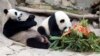 Panda diplomatija: Odlazak voljenih pandi iz Vašingtona možda znak šireg kineskog povlačenja
