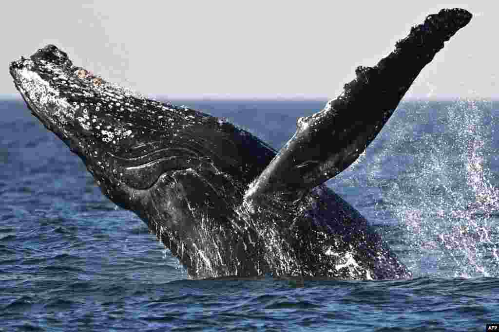 A humpback whale (Megaptera novaeangliae) jumps at the coast of Niteroi, Rio de Janeiro state, Brazil.