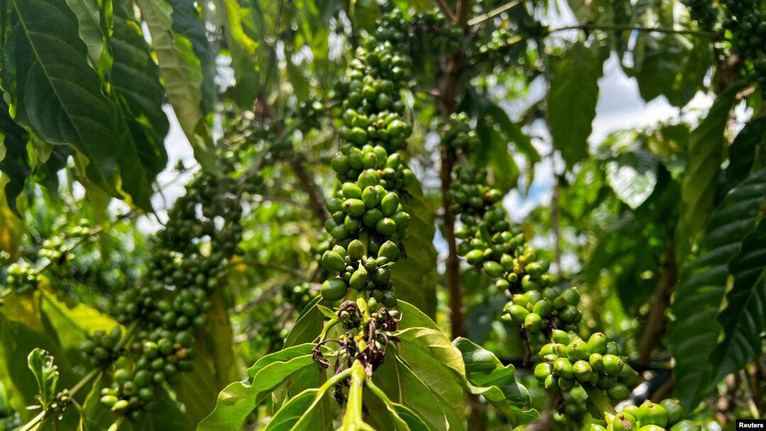 Coffee cherries are pictured at Tran Thi Huong's farm in Pleiku, Gia Lai province, Vietnam, June 12, 2024.