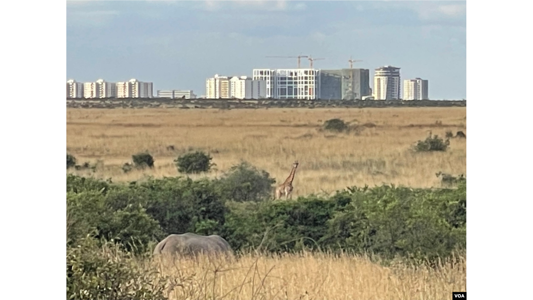 One rider on the train from Mombasa to Nairobi said he appreciated the view. "When I was coming today, I was able to see an antelope, an elephant, a zebra. … Sometimes I have to go to Nat Geo [TV] to watch them,” he said. (Mariama Diallo/VOA)