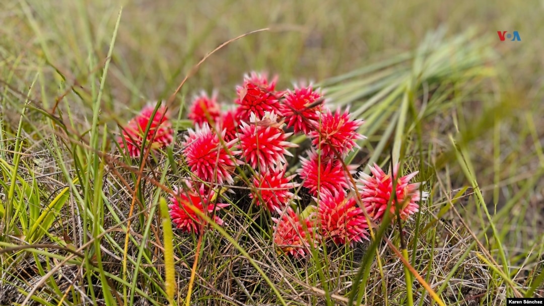 La Flor de Inírida nace únicamente en el departamento de Guiainía, al oriente de Colombia, en territorio amazónico indígena
