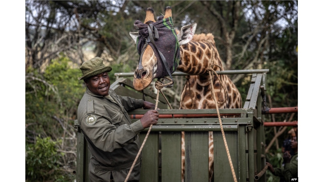 FILE - A member of the Kenya Wildlife Service pulls a rope as others try to control the movement of a giraffe that has been blindfolded and placed in a trailer during a translocation exercise for wild giraffes in a farm near Eldoret, on June 24, 2024.