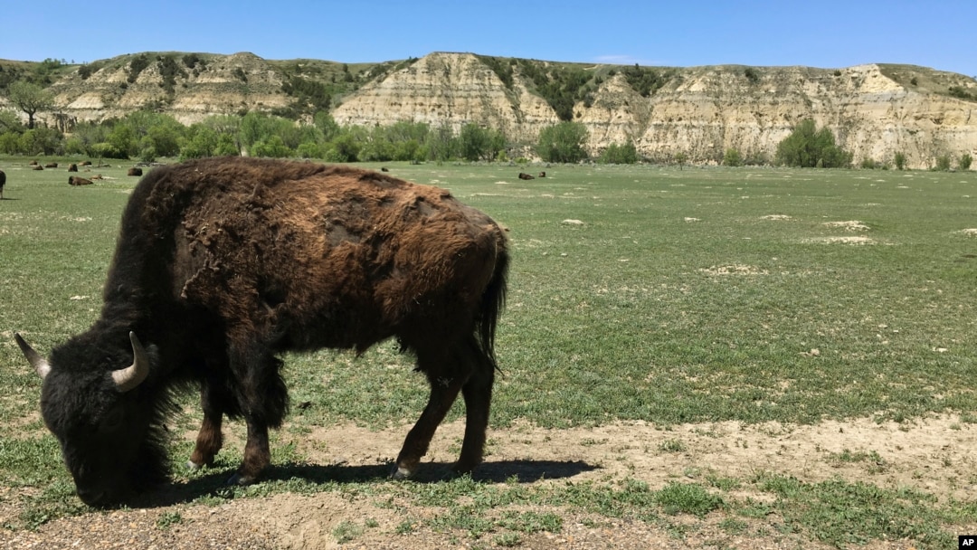 FILE - A bison grazes in Theodore Roosevelt National Park in North Dakota, May 24, 2017. U.S. national park officials plan to reduce the bison herd from 700 to 400 at the park starting Oct. 14, 2023. The animals will be rehomed and come under tribal management. 