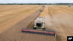 FILE - Harvesters collect wheat in Zghurivka, Ukraine, Aug. 9, 2022. U.N. Secretary-General Antonio Guterres welcomed this week an extension of the Black Sea Grain Initiative, which allows Ukrainian grain to be shipped through Black Sea ports.