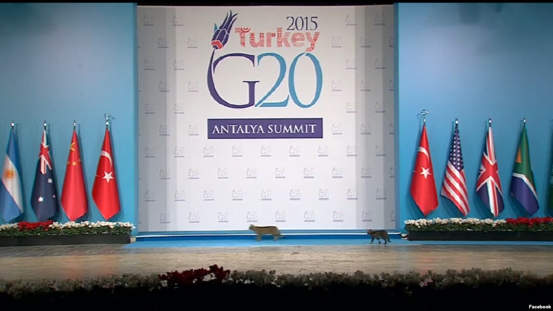 Cats take center stage at G-20 summit in Turkey