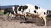 Dinamarca aplicará un impuesto a animales por las emisiones en flatulencias, un hito global
