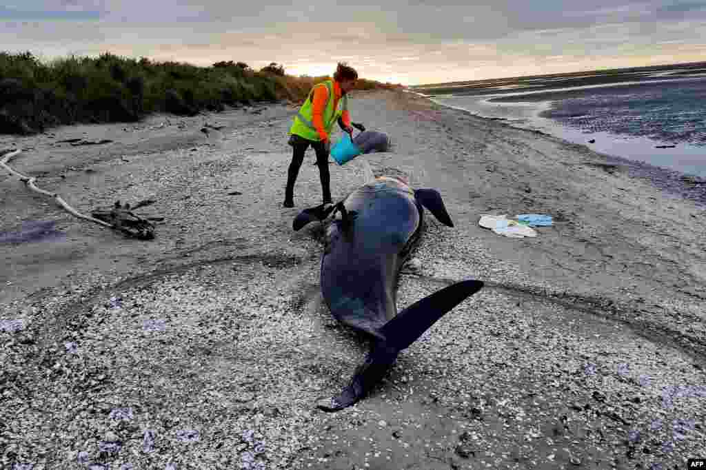 A ranger trying to keep a stranded wale hydrated at the remote Farewell Spit on New Zealand's South Island.
