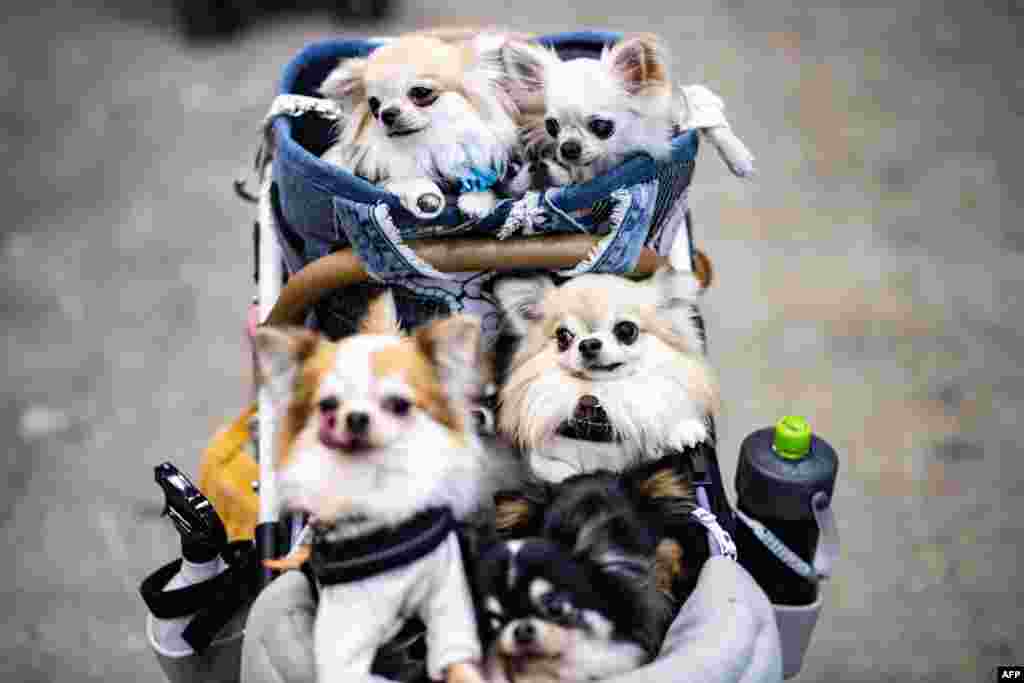 Dogs visit the "Interpets - International fair for a better life with pets" in Tokyo.