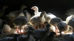 Científicos siguen de cerca las mutaciones del virus de la gripe aviar y su transmisión entre diferentes especies animales
