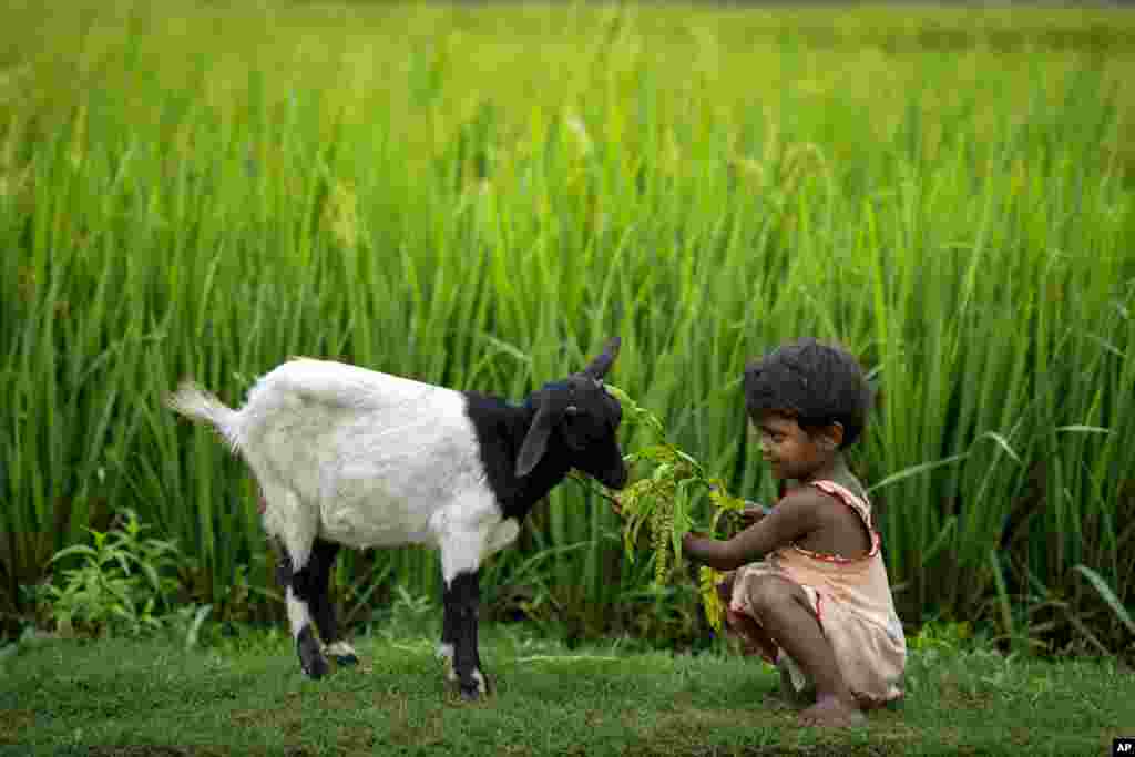 A nomadic girl feeds a goat on the outskirts of Gauhati, India, April 30, 2022.