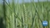 Biden Pledges Help to US Farmers to Offset Ukraine Crop Crisis
