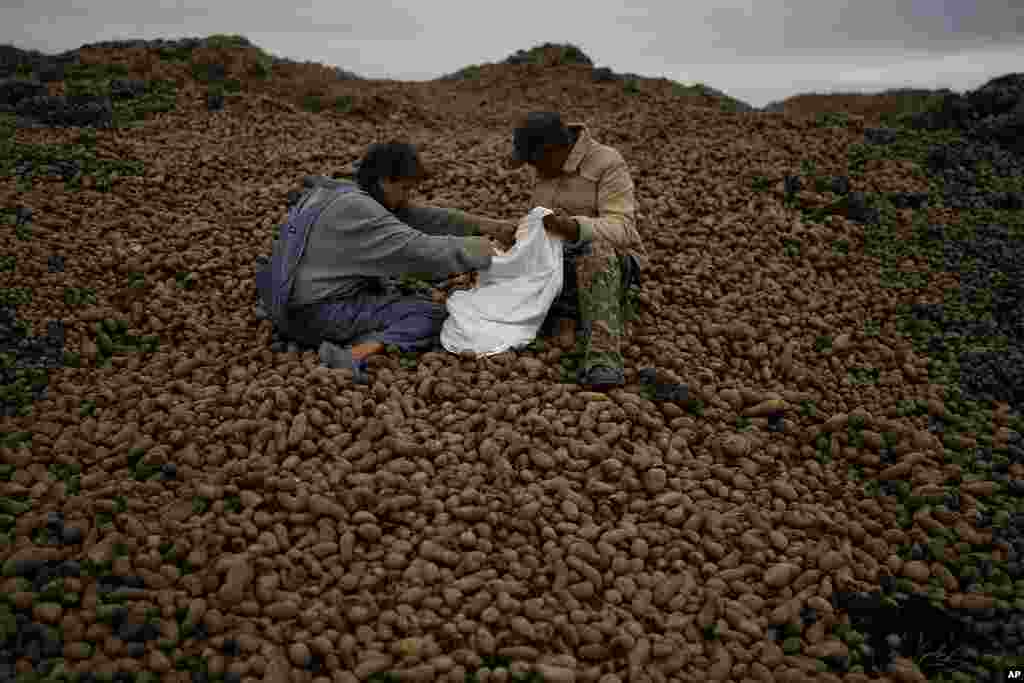 People sort and collect discarded potatoes beside a road near Makariv, on the of outskirts Kyiv, Ukraine.
