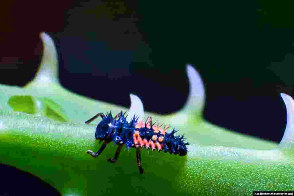 A ladybird larvae on on an aloe vera plant in a backyard in Fairfax, Virginia.
