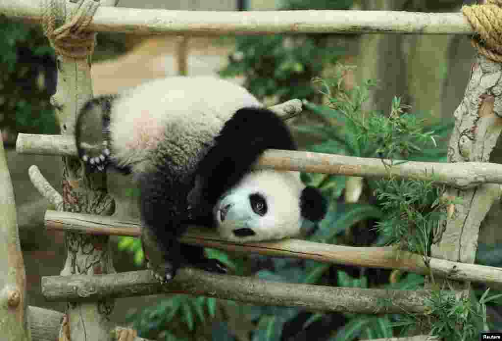 An eleven-month-old giant panda cub, Sheng Yi, plays at the National Zoo in Kuala Lumpur, Malaysia.