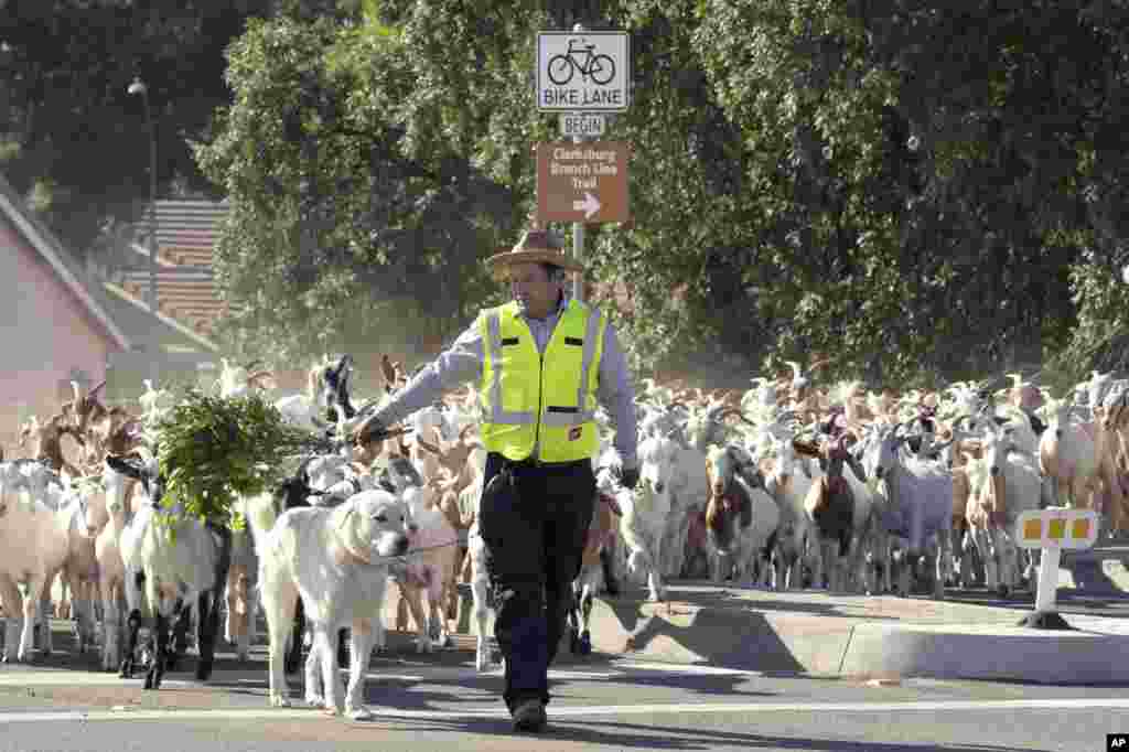Henry Ambrosio leads a herd of goats across Jefferson Boulevard to a new field to graze on in West Sacramento, California, May 23, 2022. The city hired Blue Tent Farms, of Red Bluff, to bring their goats to graze along the Barge Canal and Clarksburg Branch Line Trail to reduce the potential fire hazard in the area.