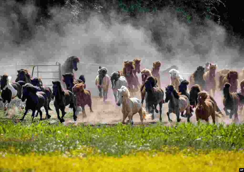 Dust swirls as Icelandic horses are driven to their paddock for the first time in the season in Wehrheim near Frankfurt, Germany.