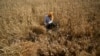 India Defends Wheat Export Ban 