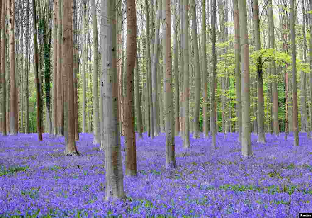 Wild bluebells, which bloom around mid-April turning the forest floor blue, form a carpet in the Hallerbos, also known as the 'Blue Forest', in Halle, near Brussels, Belgium.