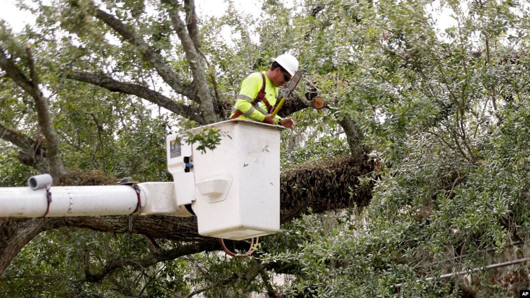 A worker trims branches from trees near power lines in a downtown neighborhood in hopes of averting power outages in Orlando, Fla. during preparation for the arrival of Hurricane Irma, Friday, Sept. 8, 2017.