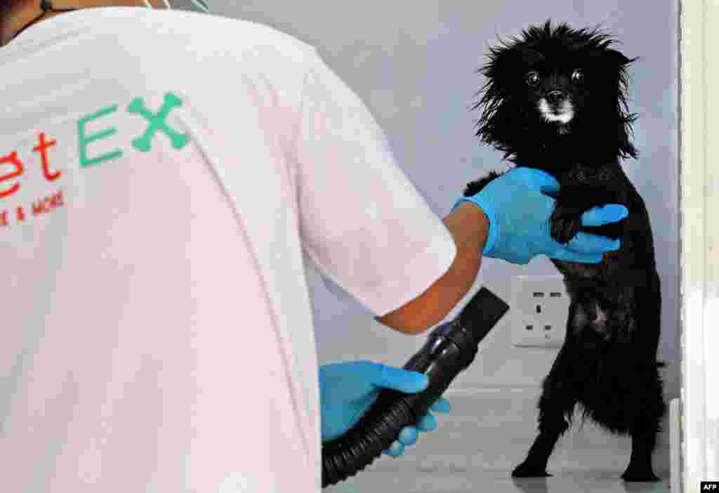 A worker blow-dries a dog inside a mobile pet-grooming van in the Saudi capital Riyadh.