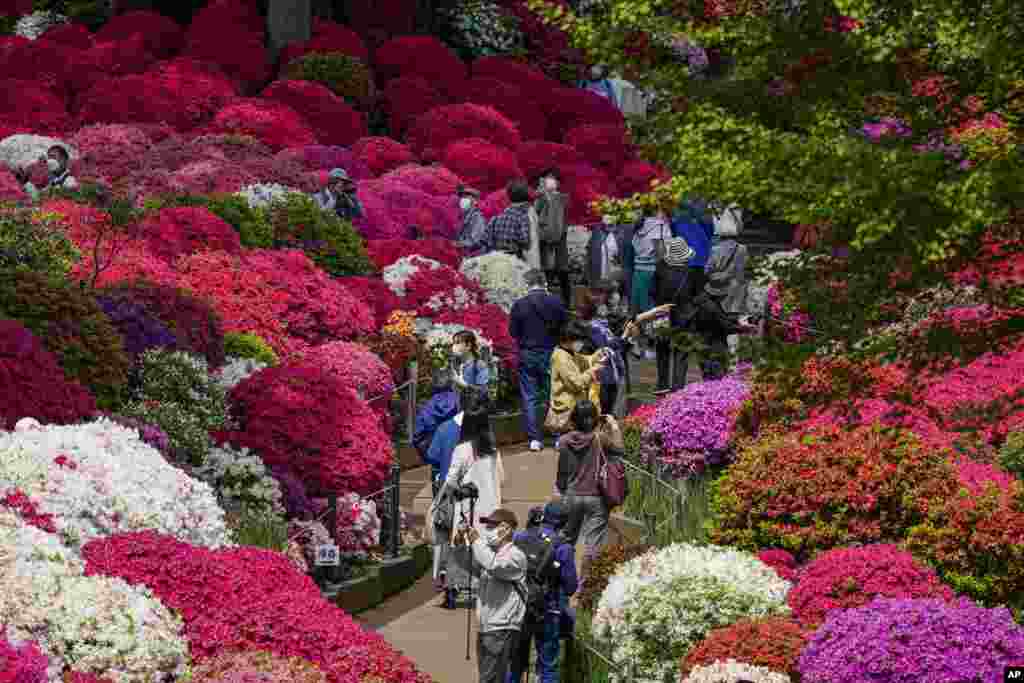 Visitors walk through the azalea garden at a Shinto shrine in Tokyo, Japan.