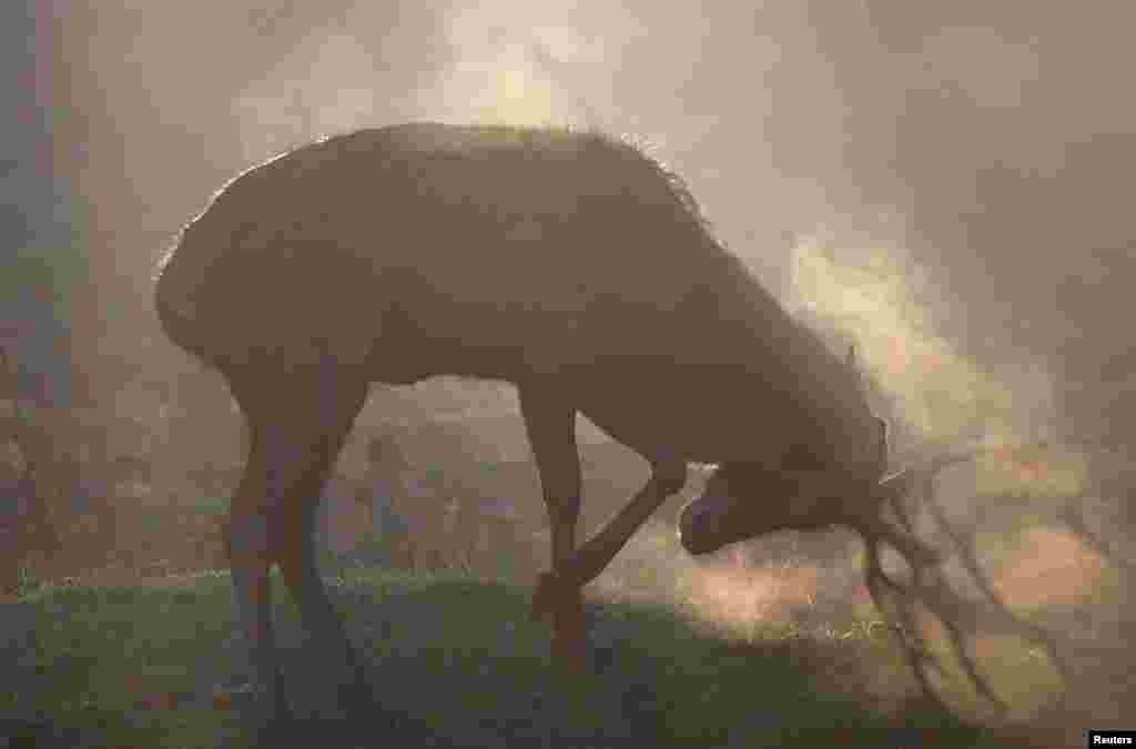 A deer prepares to fight with another deer in the early morning light at Richmond Park in west London, Britain.