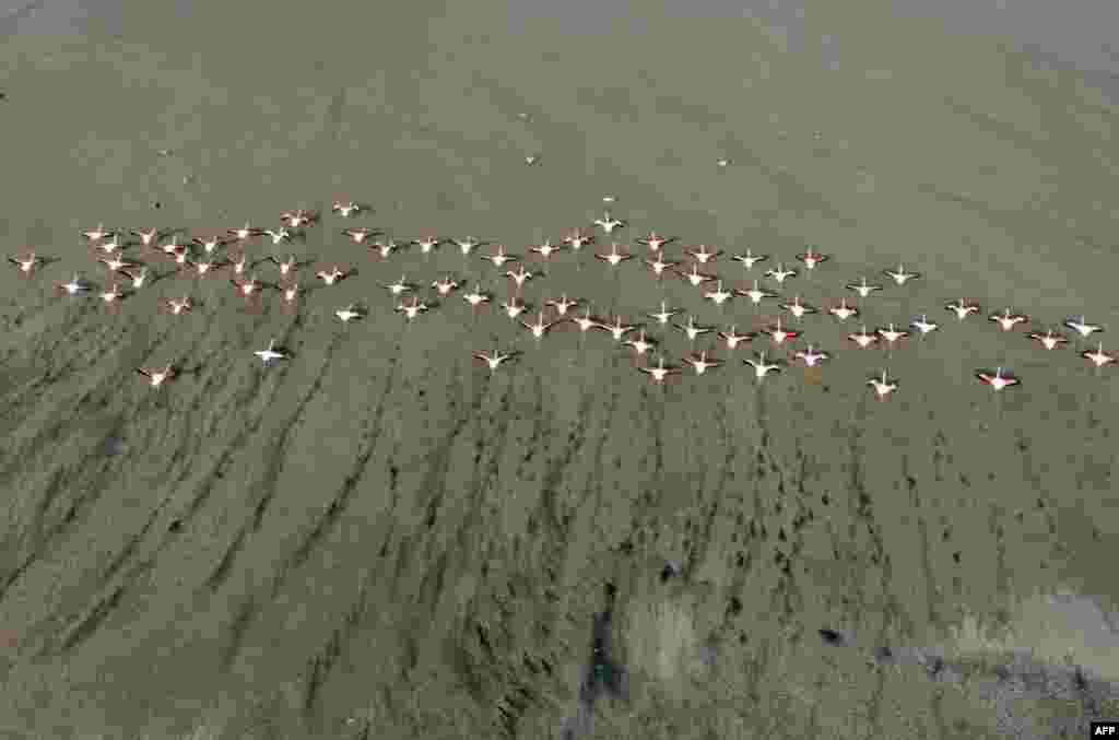 Flamingos take flight after feeding at a beach north of Kuwait City.