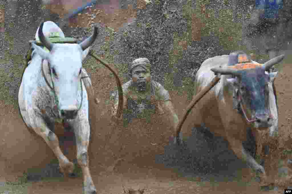 An Indonesian jockey rides a cart pulled by two bulls during a traditional sport bull race locally called "pacu jawi" in Pariangan of Tanah Datar regency in West Sumatra, Dec.1, 2018.