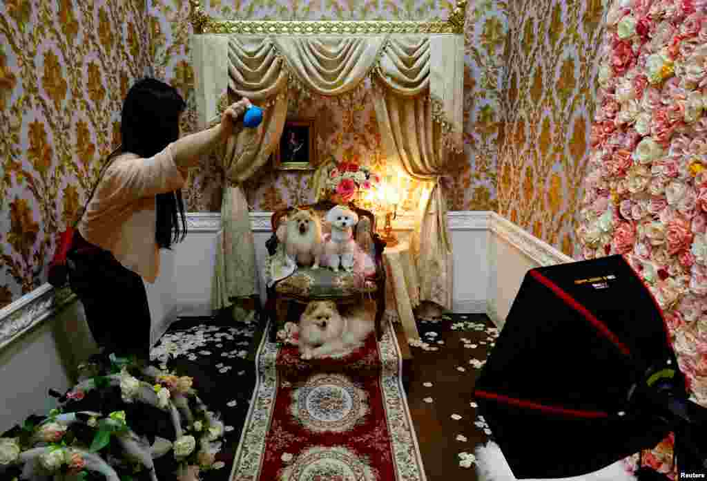 A woman tries to make her pet dogs look at a camera to have their photos taken at a pet dog costume maker PiCa's booth at Interpets, an international fair for pet-related products and services, in Tokyo, Japan.
