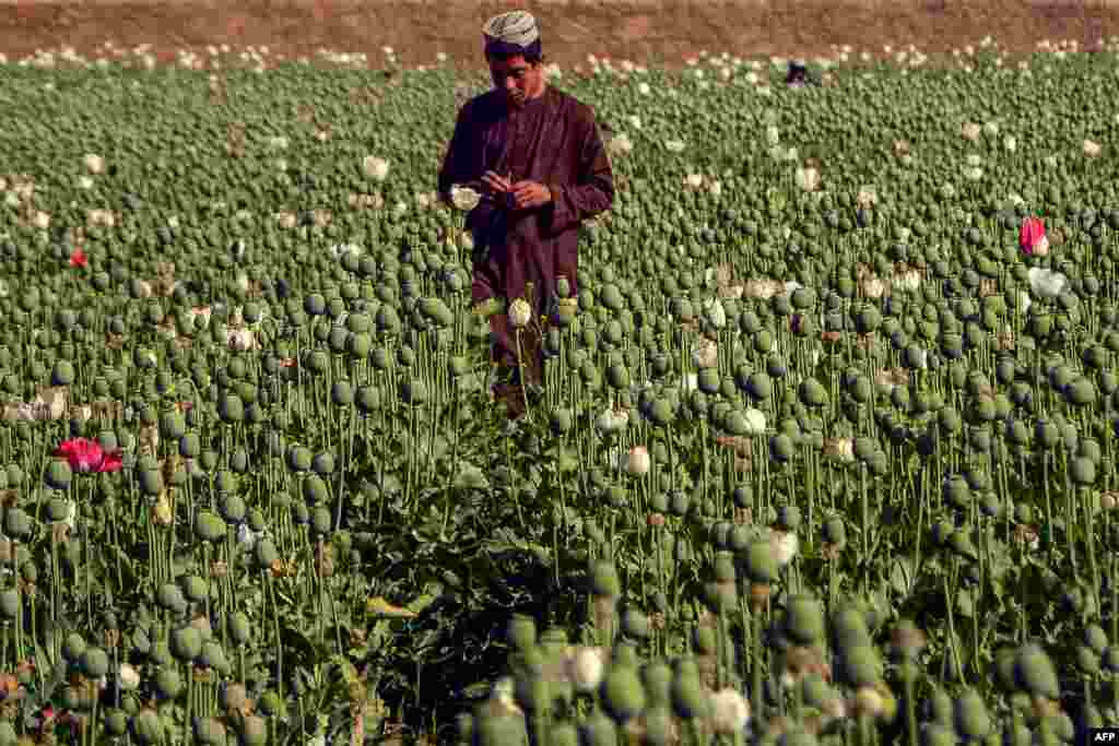 A farmer works at a poppy plantation in a field in Zhari district in Kandahar, Afghanistan.