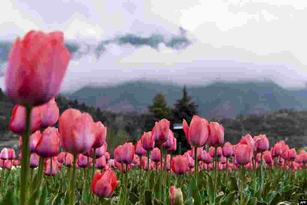 Tulips are pictured at the Indira Gandhi Memorial Tulip Garden, which claims to be Asia's largest, in Srinagar, Indian-controlled Kashmir.
