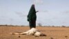 Somalia Must Strengthen Resilience Against Climate Shocks  