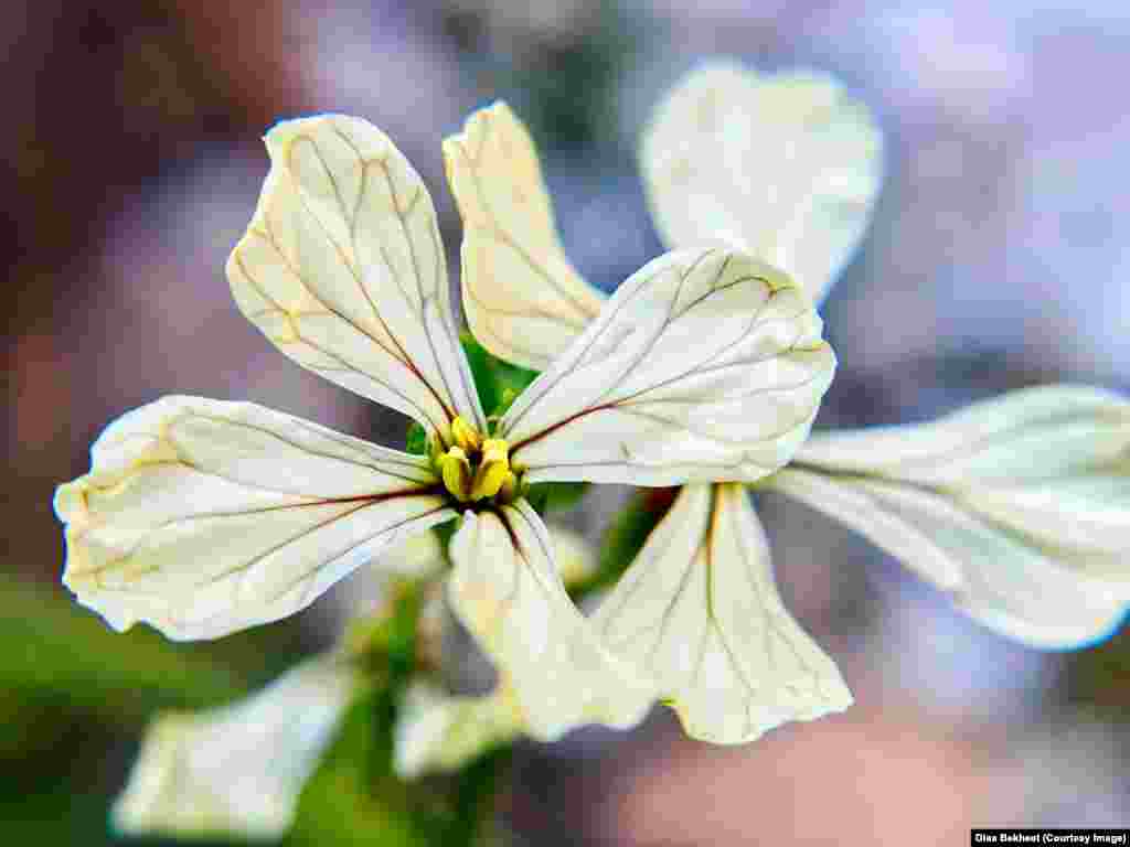 A macro shot of edible arugula flowers, Fairfax, Virginia.