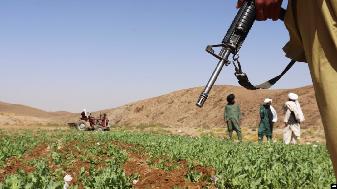FILE - Taliban members destroy a poppy field in Washir district of Helmand province, Afghanistan, May 29, 2022.
