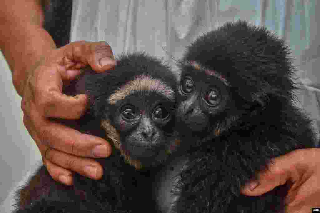 An officer of Indonesia's nature and reserve agency holds two protected juvenile agile gibbons after they were seized from illegal traders in Pekanbaru, Riau province.
