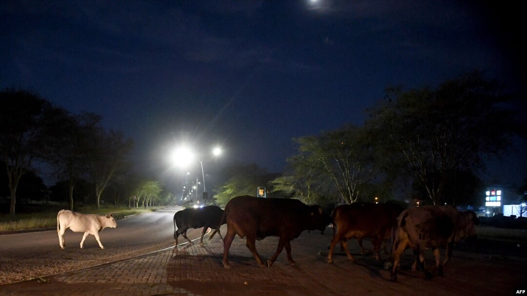 FILE - Cattle walk across a road in Gaborone, Botswana, April 5, 2020. The country will cull more than 10,000 cattle in the northeast in an effort to fight foot-and-mouth disease.