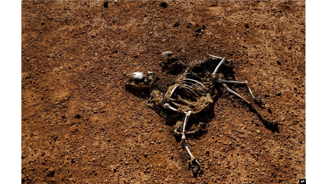 The carcass of a dead goat lies in the desert in a drought-stricken area near Bandar Beyla in Somalia's semiautonomous northeastern state of Puntland, March 8, 2017.