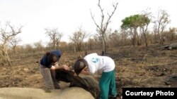 One of several free roaming elephants in the Bouba Ndjida National Park in northern Cameroon killed by Sudanese poachers. (IFAW)